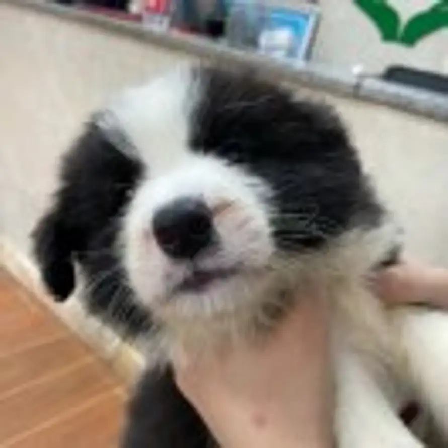 坚肛不可夺其痔的头像