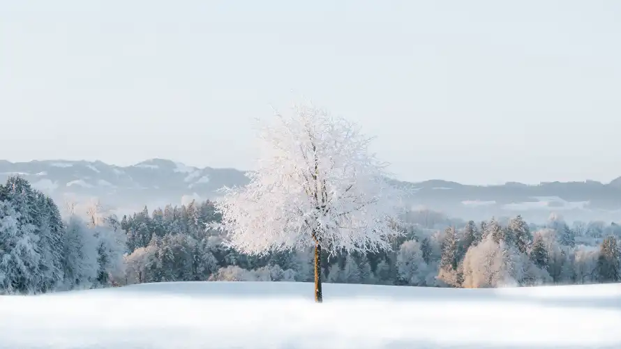 4k森林壁纸-冬日景色壁纸和雪景-自然风光壁纸分享「哲风壁纸」