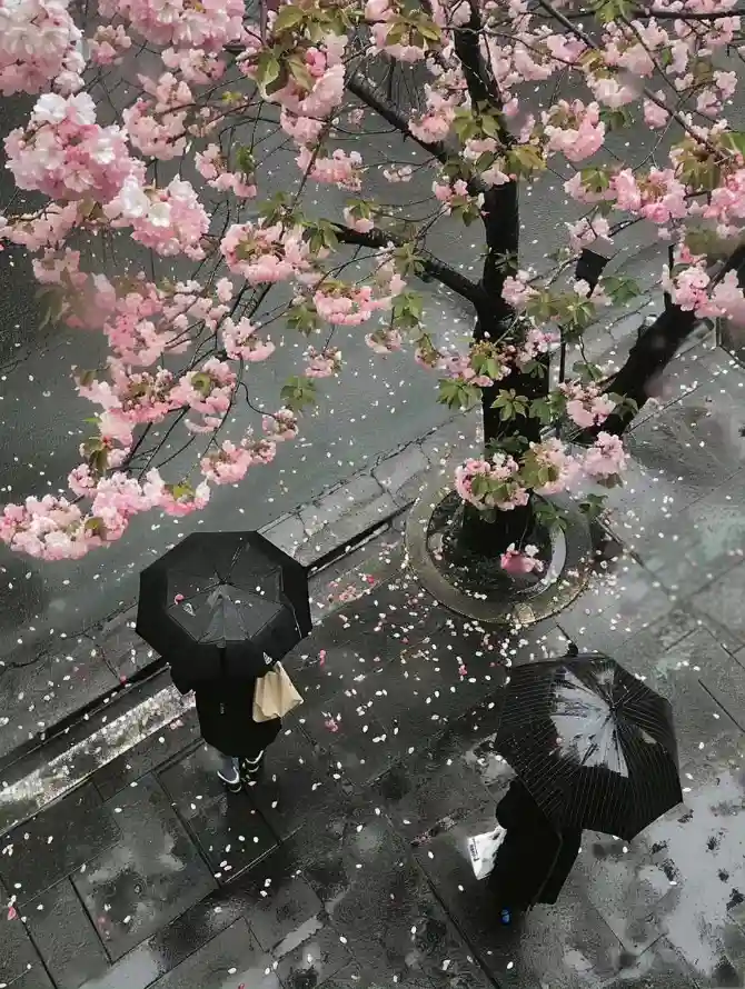 4k樱花壁纸 - 雨 - 花卉 - 浪漫场景「哲风壁纸」