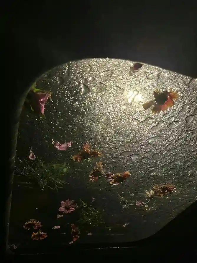 4k雨中花朵壁纸 - 花 - 雨 - 雨景花卉「哲风壁纸」