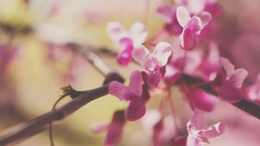 4k花卉壁纸-粉色花壁纸和花枝-粉色花卉壁纸分享「哲风壁纸」