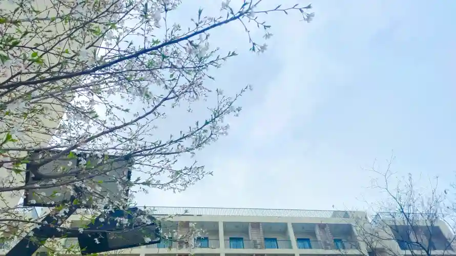 4k天空壁纸-烂漫 - 春日-免费下载「哲风壁纸」