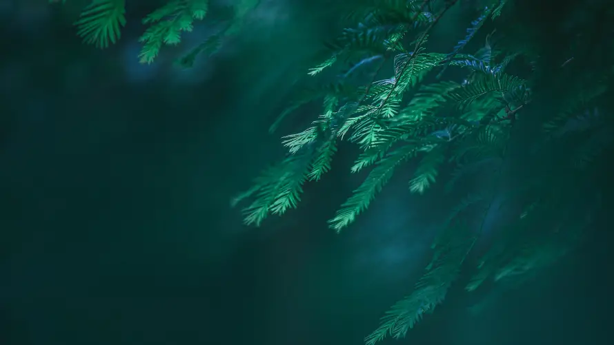 Favorite Image
