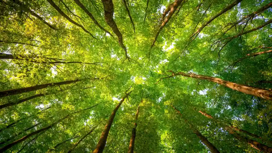4k壁纸壁纸-森林景观和森林-森林背景壁纸推荐「哲风壁纸」