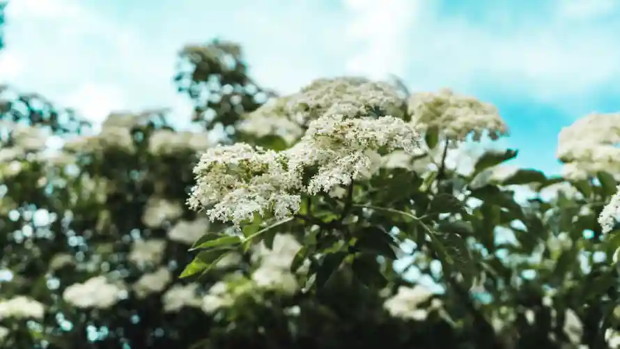 4k壁纸壁纸-清新花朵 - 花-自然背景免费下载「哲风壁纸」