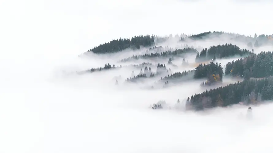 4k森林壁纸-梦幻森林 - 雾-森林景观壁纸推荐「哲风壁纸」