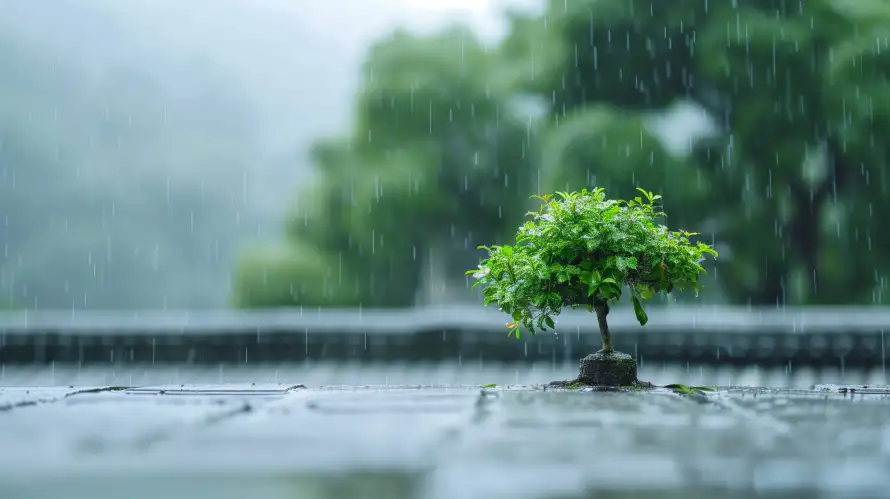 6k树木壁纸-庭院雨景 - 雨-雨中树木热门的壁纸「哲风壁纸」