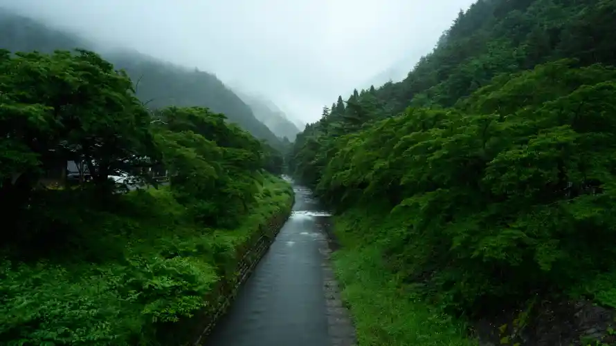 5k森林壁纸-自然风景 - 清新-免费下载「哲风壁纸」