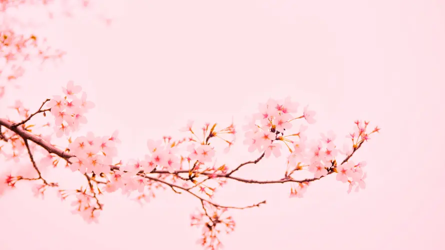 5k樱花壁纸-春日景色和花-粉色风景热门的壁纸「哲风壁纸」