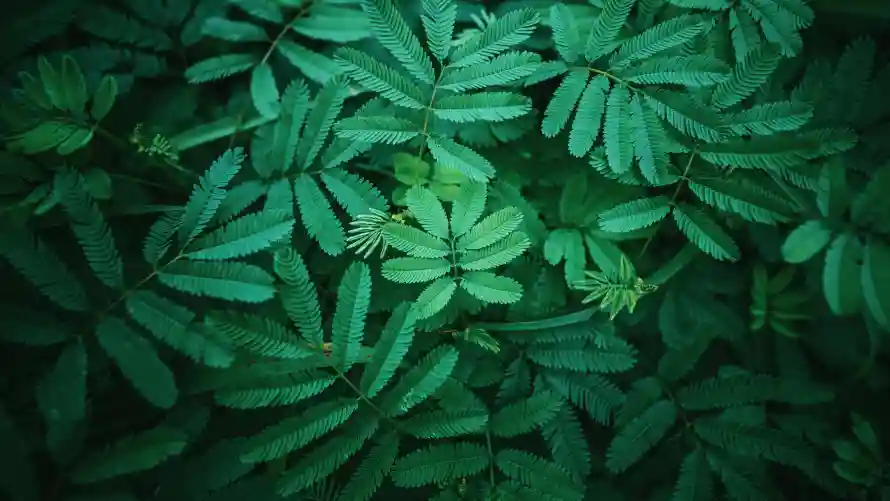 6k植物壁纸-自然风景壁纸和绿意-壁纸分享「哲风壁纸」