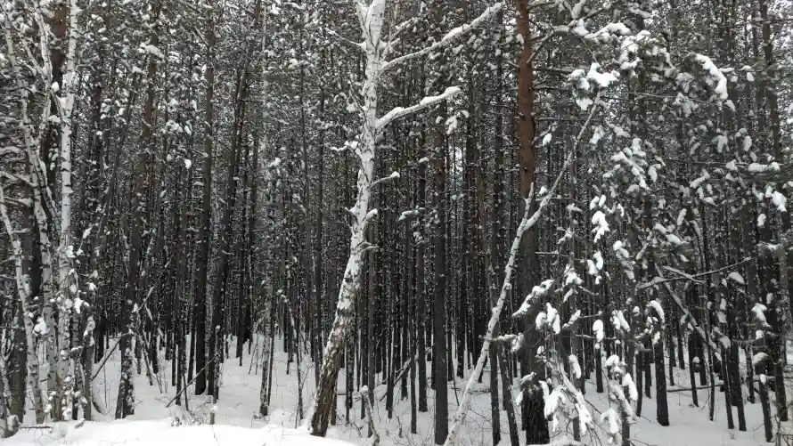 4k森林壁纸-冬季景致和雪景-冬日森林壁纸推荐「哲风壁纸」