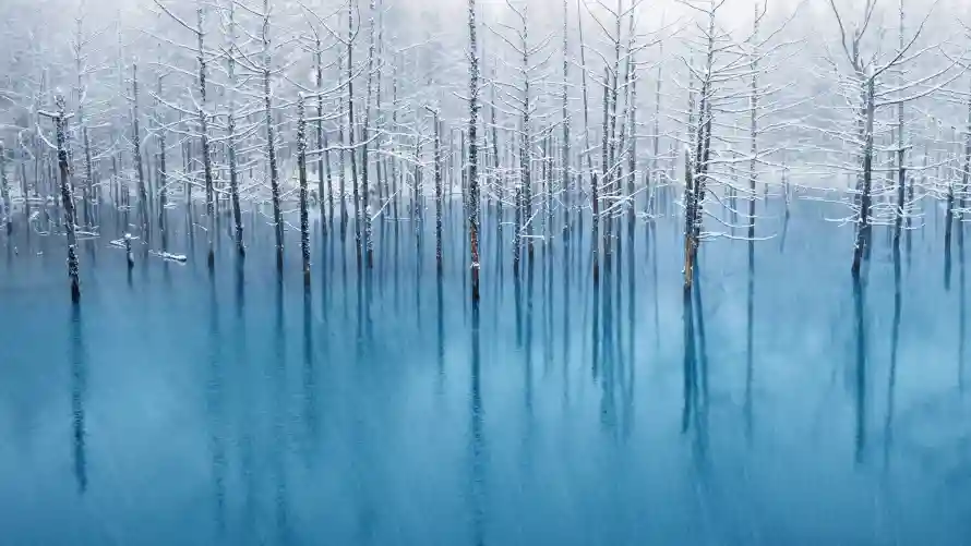5k森林壁纸-梦幻森林 - 蓝色-森林风景壁纸分享「哲风壁纸」