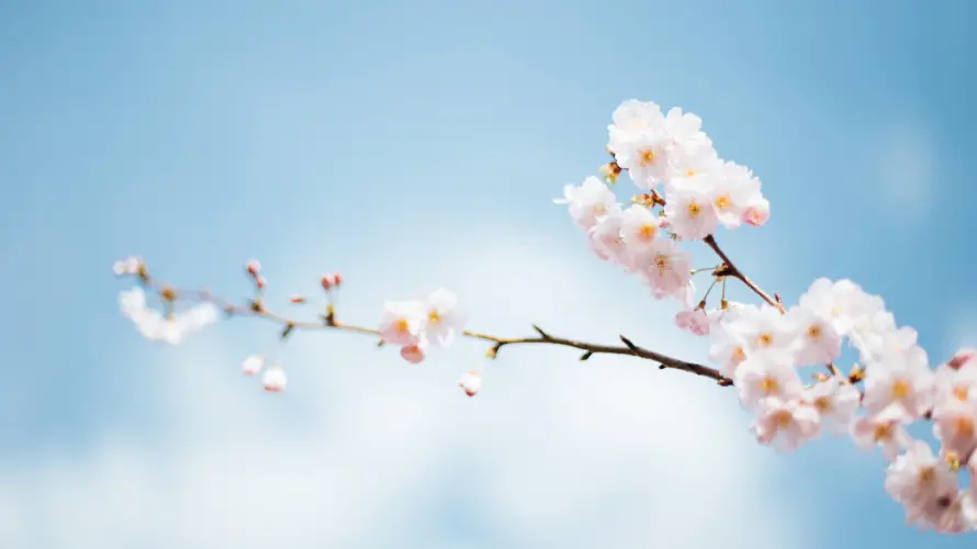 4k春日壁纸-风景与樱花-免费下载「哲风壁纸」