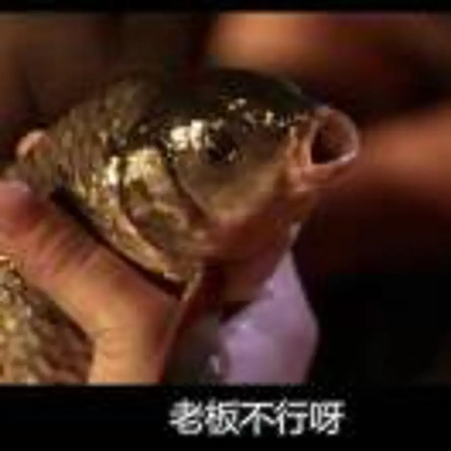 紫鸾不语只是一味救火的头像