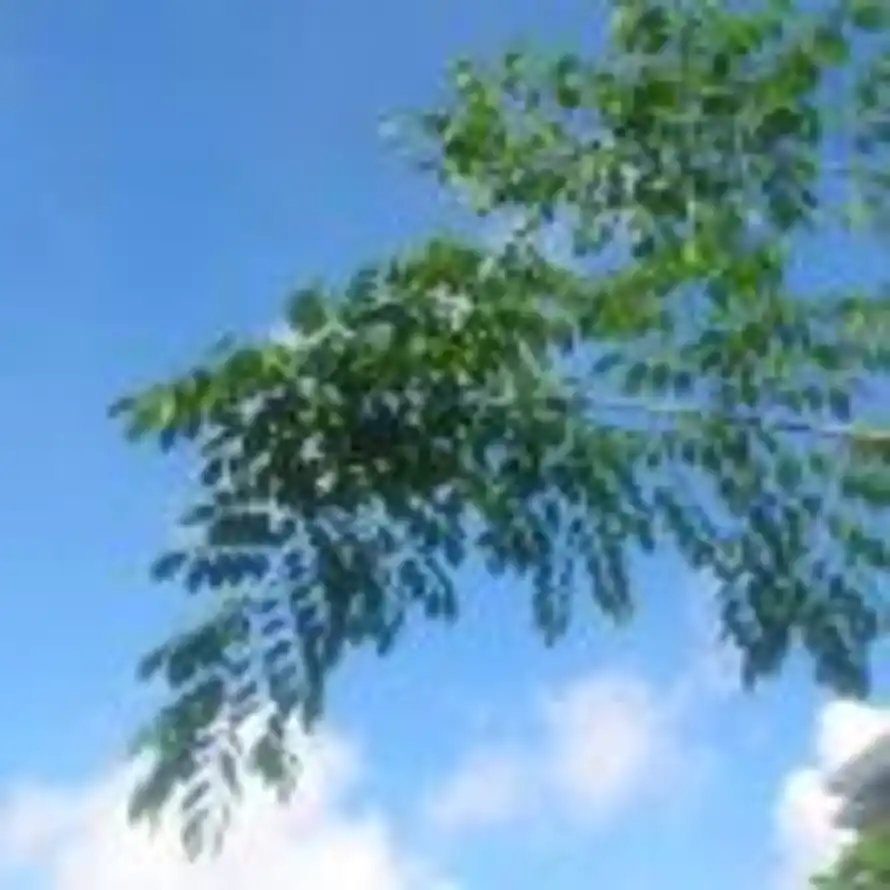🌱的头像