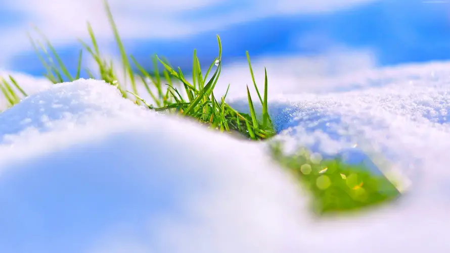 4k下雪壁纸-雪覆草和冬天-免费下载「哲风壁纸」