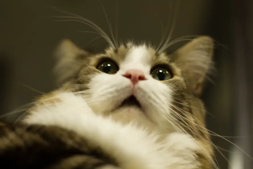 5k惊讶壁纸-可爱猫咪 - 猫猫-壁纸推荐「哲风壁纸」