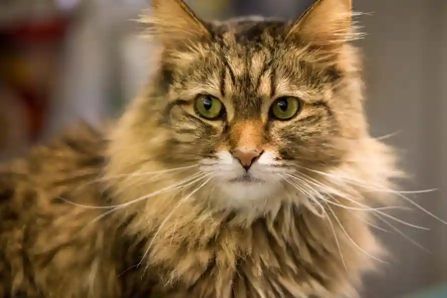 6k可爱壁纸-可爱猫与萌猫-毛茸茸猫免费下载「哲风壁纸」