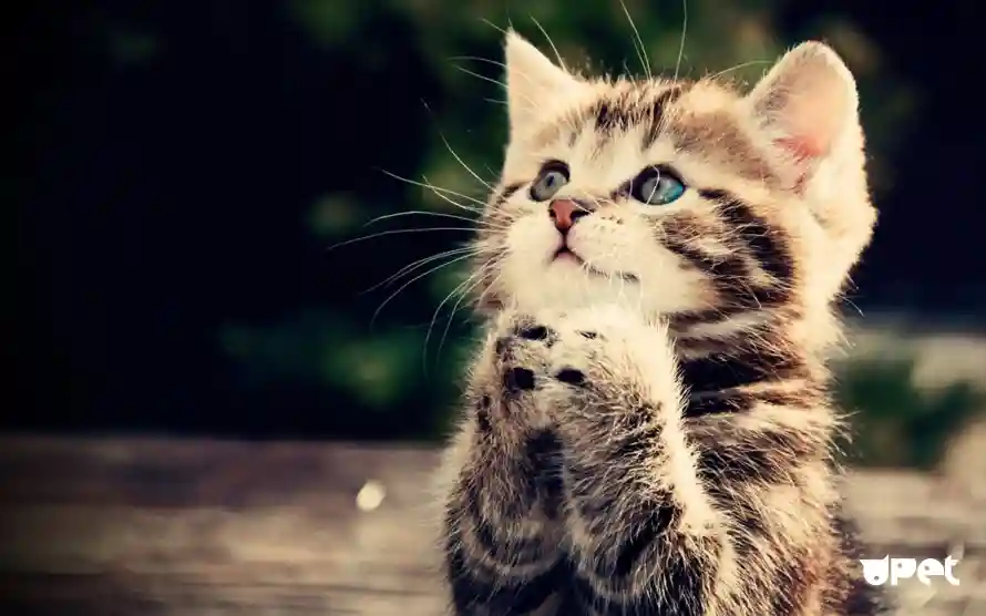 4k可爱壁纸-乖巧猫咪和猫-可爱小猫免费下载「哲风壁纸」