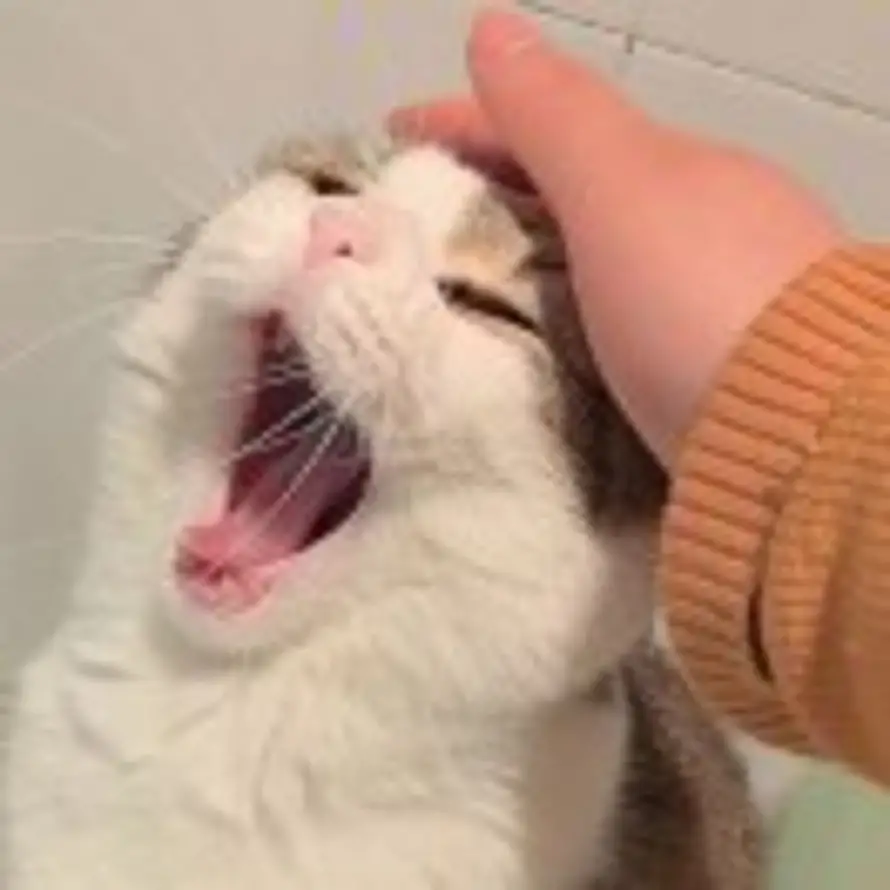 keokeo的头像