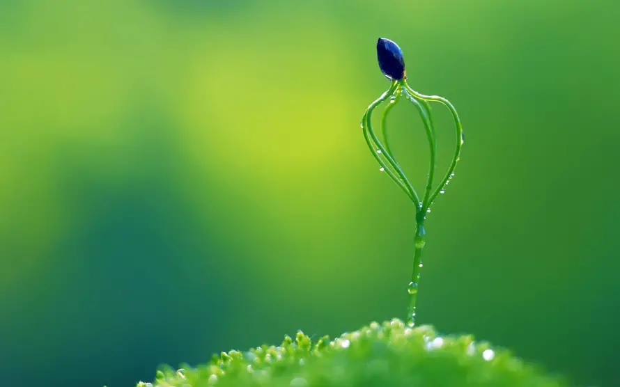 2k护眼壁纸-护眼图片 - 植物-清新植物免费下载「哲风壁纸」
