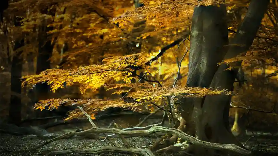 4k自然壁纸 - 风景 - 森林光影 - 秋季景观「哲风壁纸」