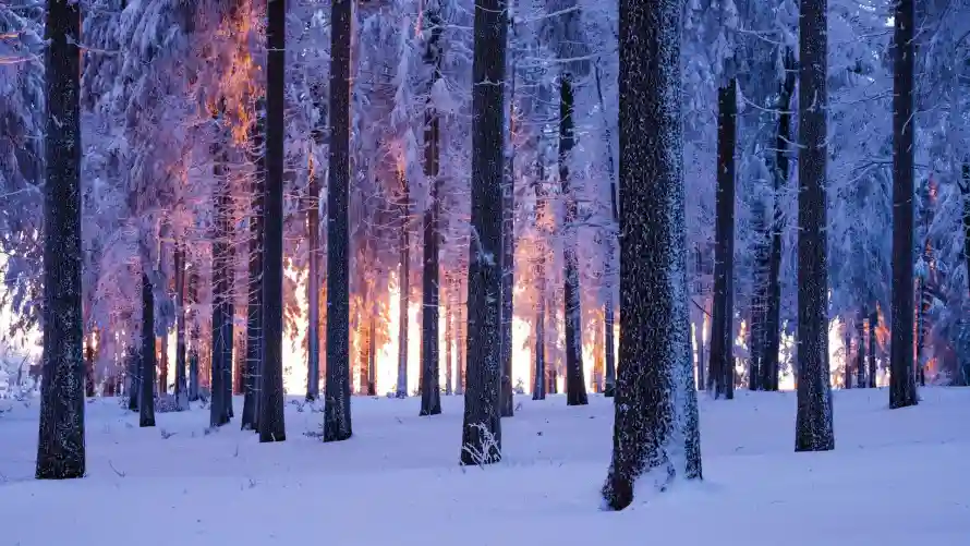 2k自然壁纸-冬季背景和雪景-冬日森林壁纸分享「哲风壁纸」
