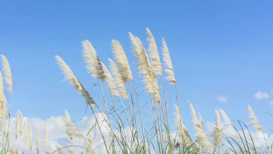 2k自然壁纸-天空美景与蒲苇-户外风光壁纸推荐「哲风壁纸」