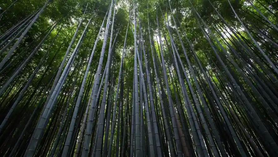 2k竹林壁纸-清新竹林与自然-竹林背景壁纸推荐「哲风壁纸」