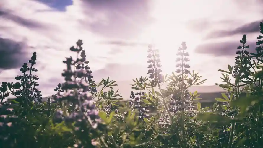 4k自然壁纸 - 风景 - 鲁冰花 - 云层光影「哲风壁纸」