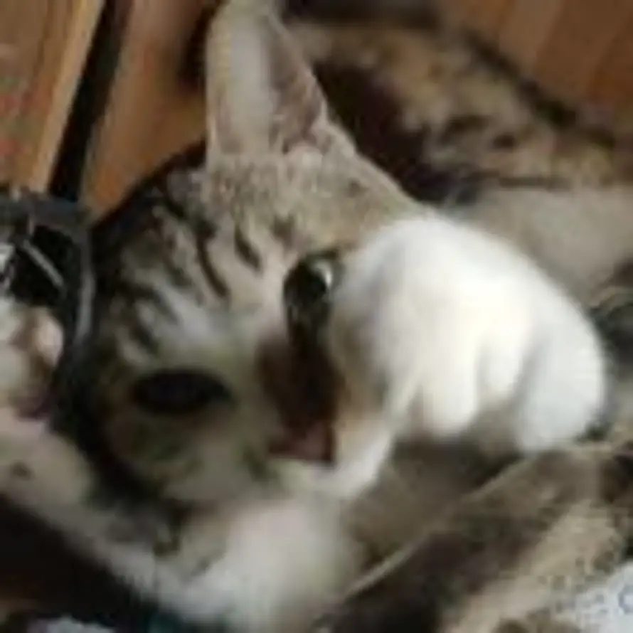 ʚ ɞ的头像