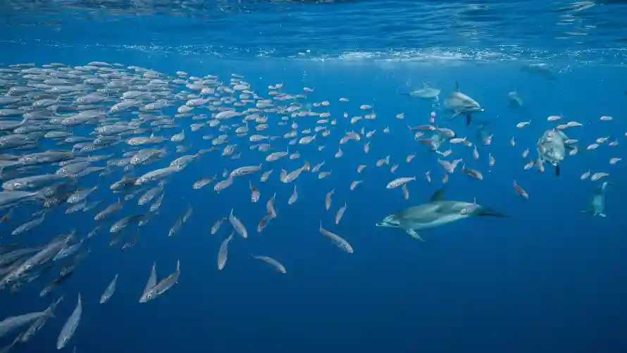 4k海洋壁纸-水下世界与风景-海洋生态壁纸分享「哲风壁纸」