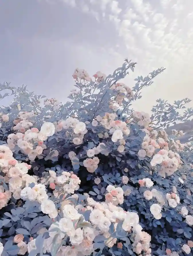 4k粉色壁纸 - 花朵 - 云端背景 - 天空花朵「哲风壁纸」