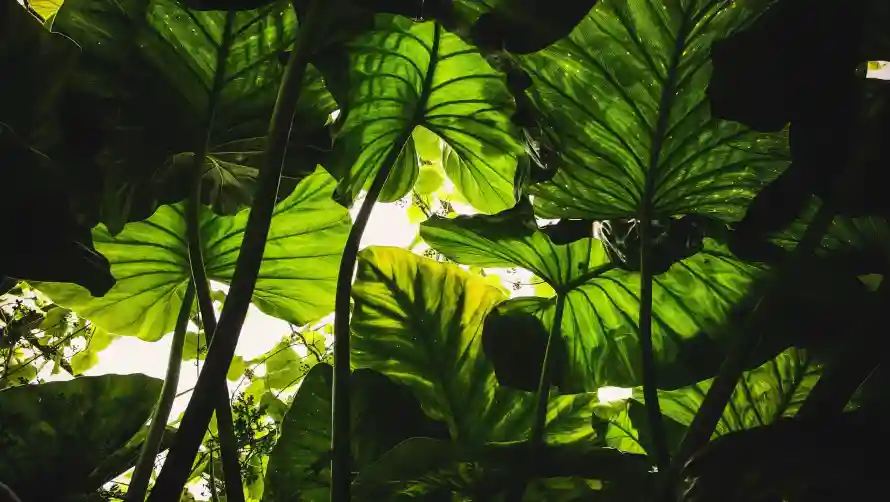 2k绿植壁纸-热带植物 - 风景-叶片缝隙阳光「哲风壁纸」