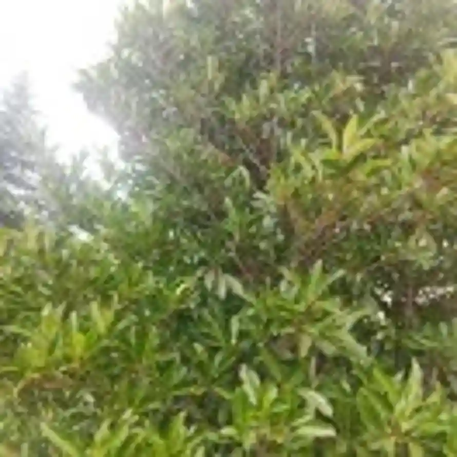 八十的头像