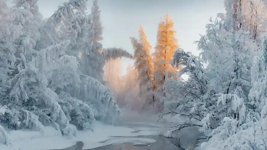 Favorite Image