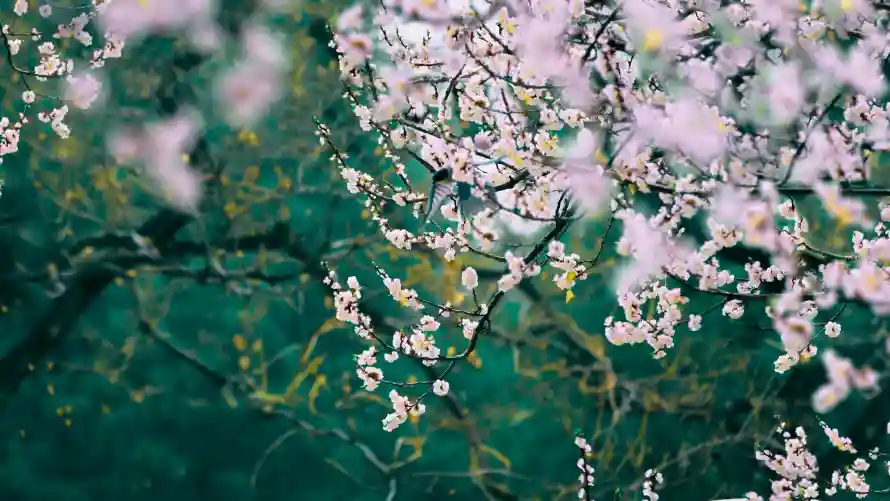 4k梅花壁纸-清新花卉和粉梅-自然背景免费下载「哲风壁纸」
