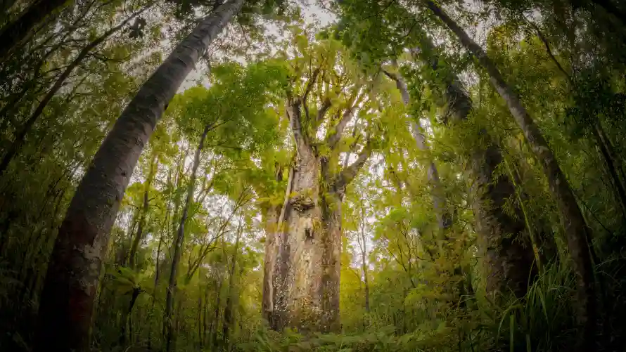 4k自然壁纸-树木丛林和风景-森林景观热门的壁纸「哲风壁纸」