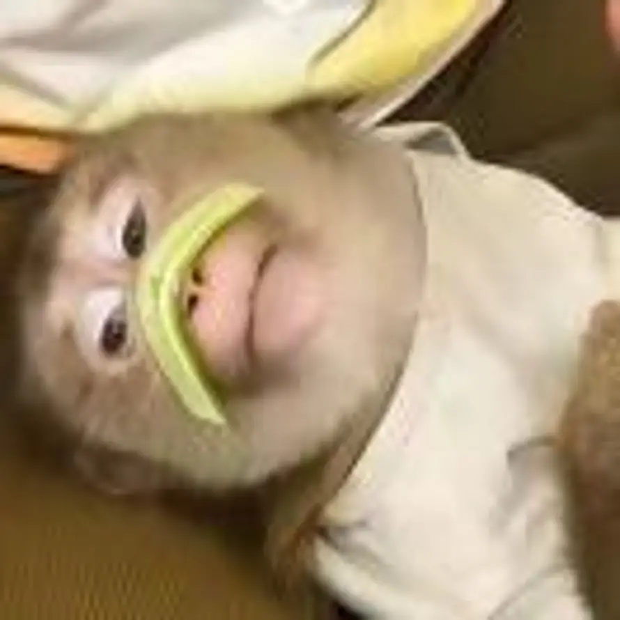 花果山的崩溃小喽🐵的头像