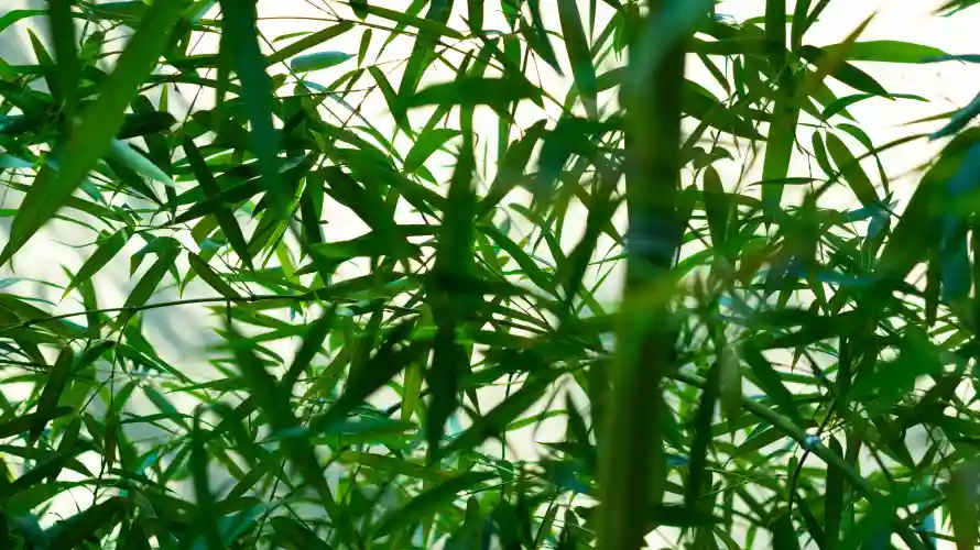 6k护眼壁纸-护眼背景 - 绿色-植物景观热门的壁纸「哲风壁纸」