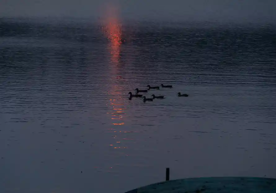 6k夕阳壁纸-夕阳倒影壁纸和鸭子-暮色湖面热门的壁纸「哲风壁纸」