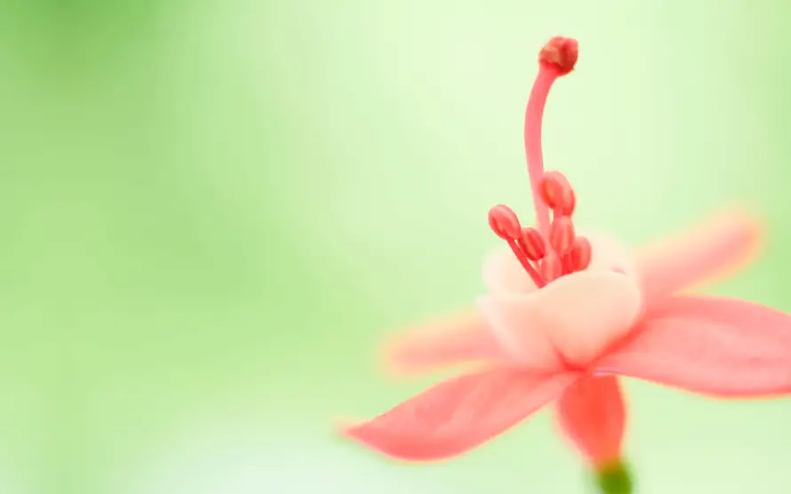 2k小花壁纸-桌面背景壁纸和清新背景-自然花卉「哲风壁纸」