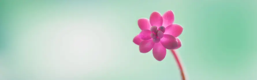 4k粉花壁纸-绿背景 - 紫花-清新渐变壁纸分享「哲风壁纸」