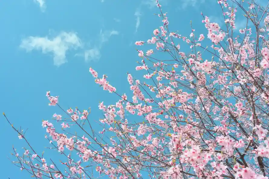 5k花朵壁纸-樱花树 - 花树-春日花卉壁纸分享「哲风壁纸」