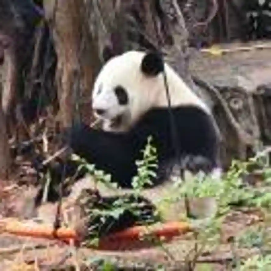 阿放Cowherd的头像