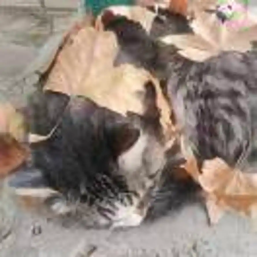 雾狸看花的头像