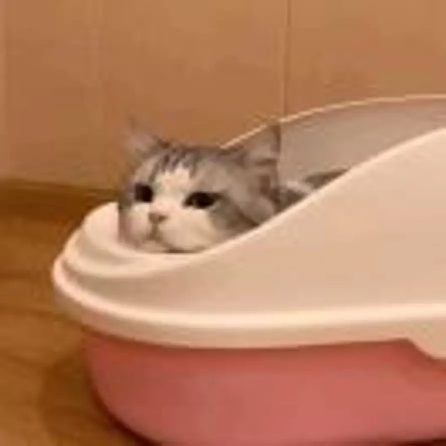 l的头像