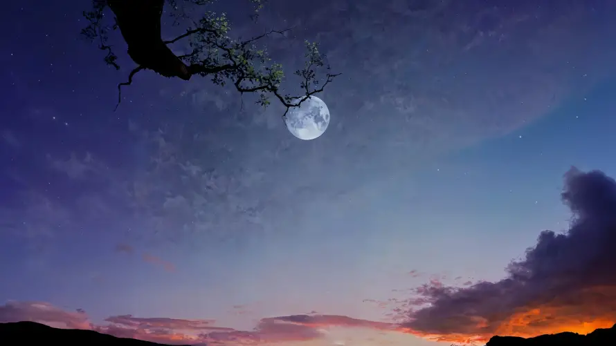 4k月亮壁纸-夏日夕阳和树枝-夏日天空热门的壁纸「哲风壁纸」