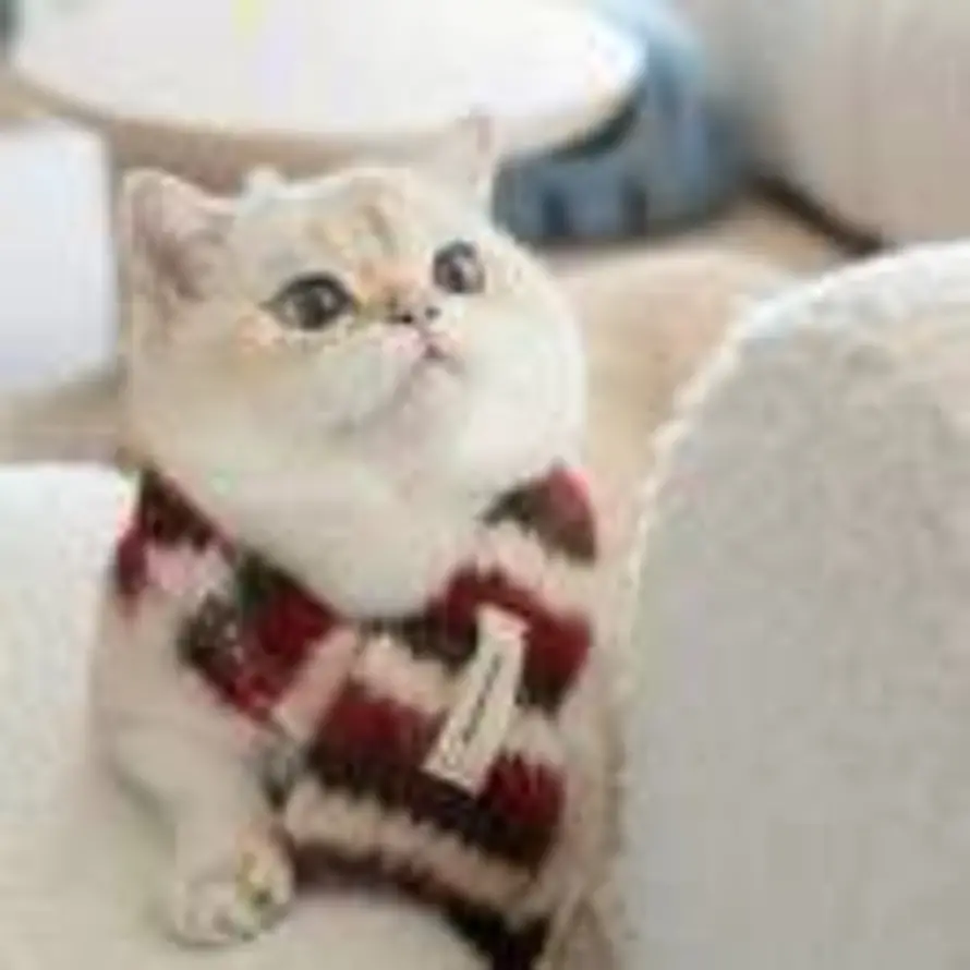 古猫宁的头像