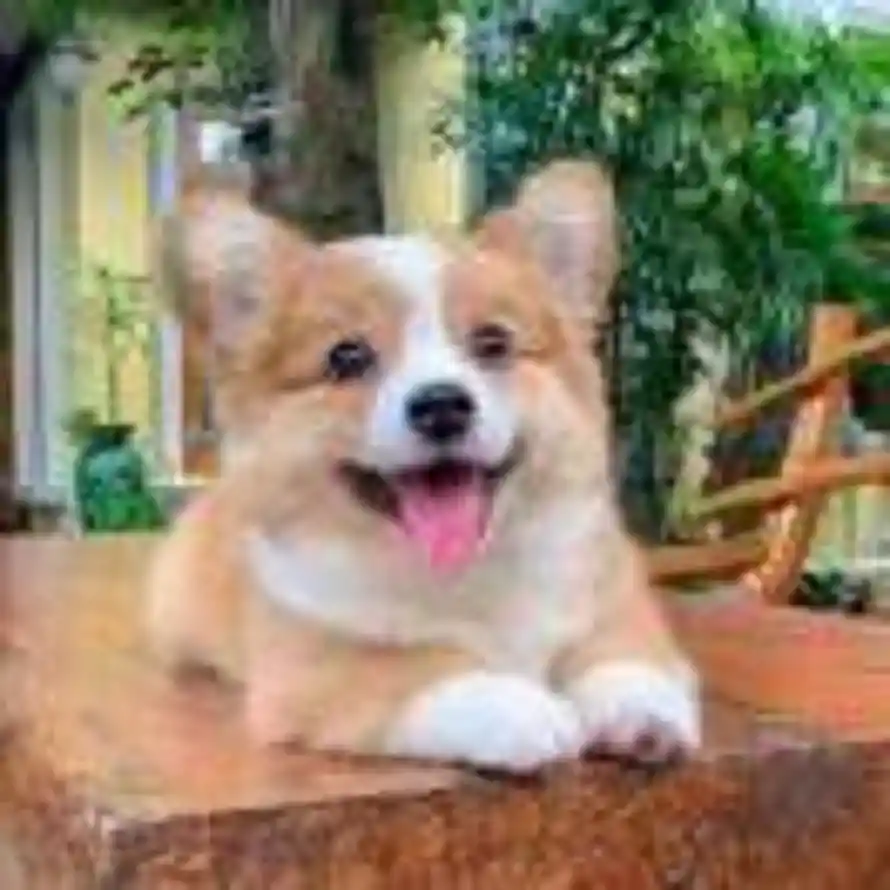 纸鸢绕云的头像